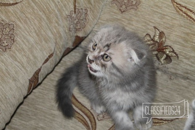 Кошечка в городе Каменск-Шахтинский, фото 3, телефон продавца: +7 (908) 184-35-75