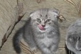 Кошечка в городе Каменск-Шахтинский, фото 2, телефон продавца: +7 (908) 184-35-75