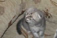 Кошечка в городе Каменск-Шахтинский, фото 3, стоимость: 3 000 руб.