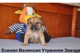 Очаровательные щенки Ка Де Бо в городе Балашиха, фото 1, Московская область