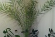 Финиковая пальма в городе Набережные Челны, фото 1, Татарстан