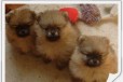 Крошечные щенки в городе Иркутск, фото 1, Иркутская область