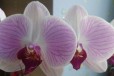 Орхидея фаленопсис в городе Майкоп, фото 1, Адыгея