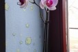 Орхидея фаленопсис в городе Майкоп, фото 2, телефон продавца: +7 (928) 669-16-17