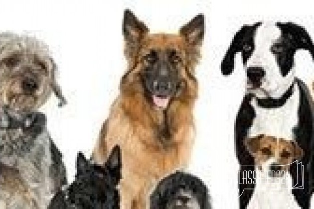 Открыт набор в группы по воспитанию собак в городе Санкт-Петербург, фото 1, телефон продавца: +7 (921) 740-09-53