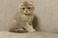 Шотландские котята в городе Владимир, фото 2, телефон продавца: +7 (910) 181-91-69