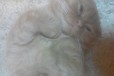 Вязка симпатичного кота в городе Великий Новгород, фото 2, телефон продавца: +7 (953) 905-08-03