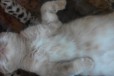 Вязка симпатичного кота в городе Великий Новгород, фото 3, стоимость: 0 руб.