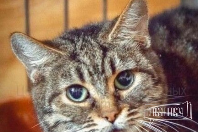Кошка из приюта ищет дом в городе Ростов-на-Дону, фото 1, телефон продавца: +7 (918) 542-30-39