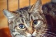 Кошка из приюта ищет дом в городе Ростов-на-Дону, фото 1, Ростовская область