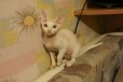 Продается кошечка в городе Москва, фото 1, Московская область