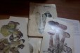 Справочник грибов с описаниями(открытки) в городе Саратов, фото 1, Саратовская область