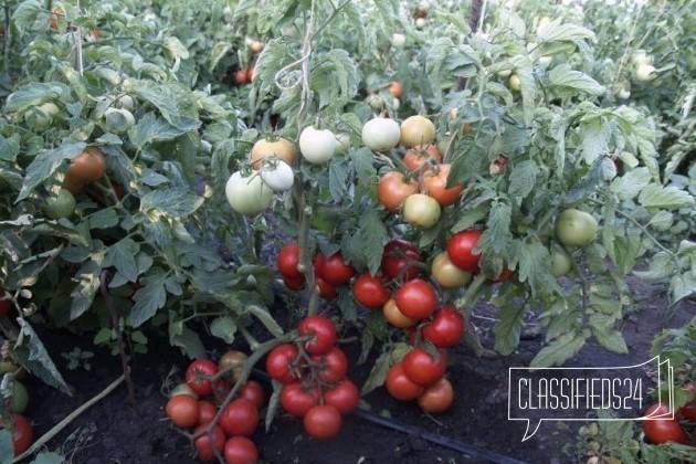 Рассада помидоры, огурцы, перец в городе Афипский, фото 1, Краснодарский край