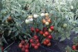 Рассада помидоры, огурцы, перец в городе Афипский, фото 1, Краснодарский край