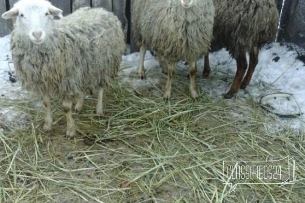 Продам ярок в городе Омск, фото 3, Сельхоз животные