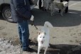 Щенки западно-сибирской лайки в городе Нижний Новгород, фото 1, Нижегородская область