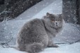 Британский кот вязка в городе Новосибирск, фото 1, Новосибирская область