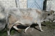 Корова в городе Черкесск, фото 1, Карачаево-Черкесия