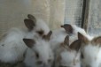 Кролики калифорниской ппороды и декоративных в городе Владимир, фото 1, Владимирская область