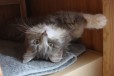 Кошка привитая в добрые руки в городе Ижевск, фото 2, телефон продавца: +7 (919) 919-42-91