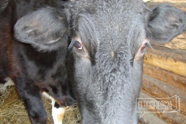 Корова в городе Брянск, фото 1, телефон продавца: +7 (915) 801-30-57