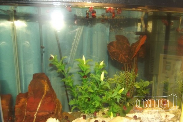 Продам аквариум в городе Оренбург, фото 3, телефон продавца: +7 (905) 880-60-04