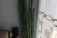 Продам кактус (молочай) в городе Хабаровск, фото 1, Хабаровский край