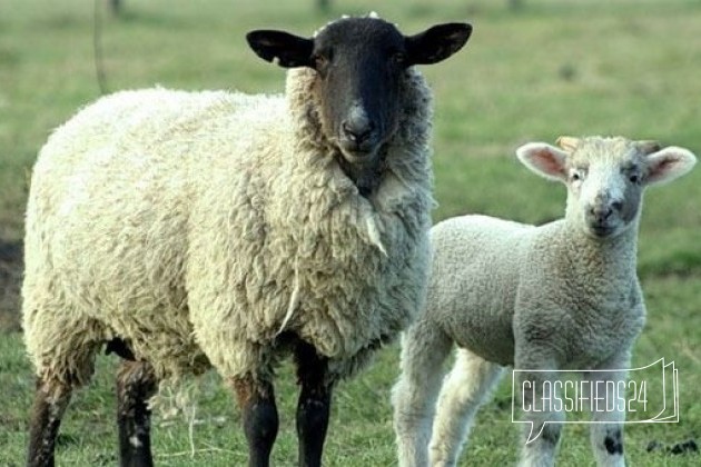 Овцы в городе Омск, фото 1, телефон продавца: +7 (908) 114-73-87