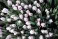 Тюльпаны оптом в городе Нальчик, фото 1, Кабардино-Балкария