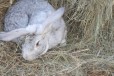 Кролики мясной породы в городе Омск, фото 1, Омская область