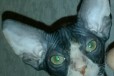 Продам котёнка Донского сфинкса в городе Барнаул, фото 1, Алтайский край