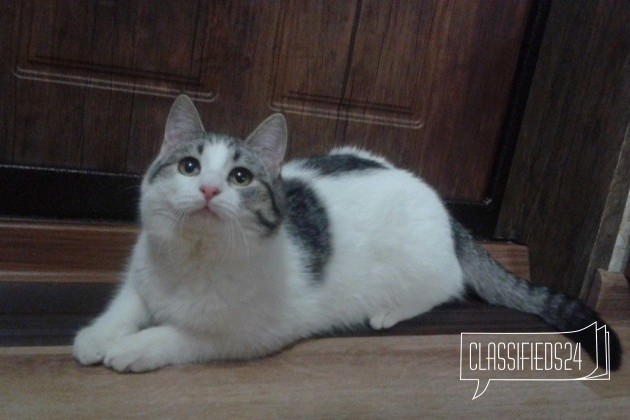 Кошка под ключ в городе Волжский, фото 2, стоимость: 20 руб.