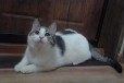 Кошка под ключ в городе Волжский, фото 2, телефон продавца: +7 (960) 891-63-11