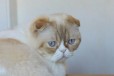 Вислоухий котик из питомника в городе Ярославль, фото 1, Ярославская область
