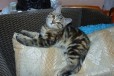 Продам милого котенка в городе Миасс, фото 1, Челябинская область