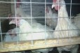 Курицы несушки в городе Череповец, фото 1, Вологодская область