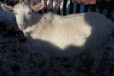 Коза заненская 11 месяцев в городе Омск, фото 1, Омская область