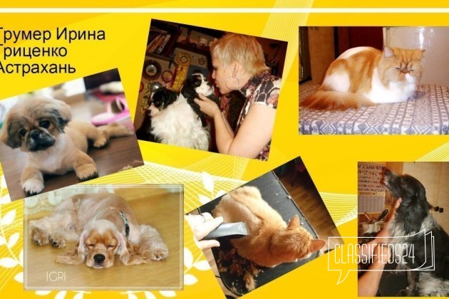 Груминг собак, стрижка кошек в Астрахани в городе Астрахань, фото 3, Прочие услуги для животных