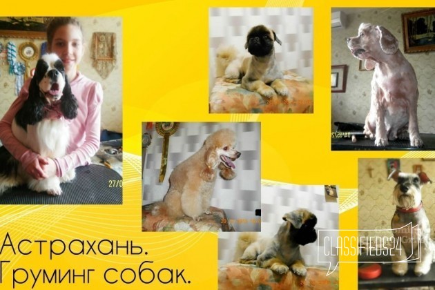 Груминг собак, стрижка кошек в Астрахани в городе Астрахань, фото 5, телефон продавца: +7 (989) 685-14-97