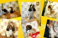 Груминг собак, стрижка кошек в Астрахани в городе Астрахань, фото 2, телефон продавца: +7 (989) 685-14-97