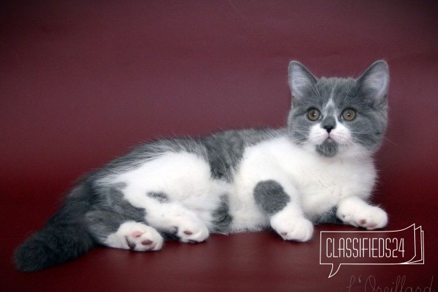 Шотландские короткошерстные котята в городе Ярославль, фото 2, стоимость: 15 000 руб.