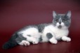 Шотландские короткошерстные котята в городе Ярославль, фото 2, телефон продавца: +7 (910) 979-69-94