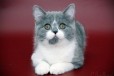 Шотландские короткошерстные котята в городе Ярославль, фото 3, стоимость: 15 000 руб.