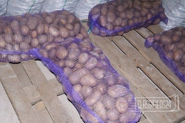 Картофель семенной оптом. Качество гост в городе Владимир, фото 4, Владимирская область