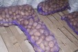 Картофель семенной оптом. Качество гост в городе Владимир, фото 4, Продовольствие
