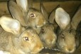 Продам кроликов мясных пород в городе Сыктывкар, фото 1, Коми
