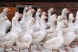 Продаю гусей в городе Белореченск, фото 1, Краснодарский край