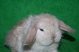Цветные карлики и вислоухие кролики в городе Чита, фото 2, телефон продавца: +7 (923) 605-42-54