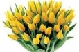 Тюльпаны оптом и в розницу 8 марта в городе Ростов-на-Дону, фото 1, Ростовская область