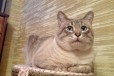 Тайский кот на вязку (окрас табби блю поинт) в городе Ростов-на-Дону, фото 1, Ростовская область